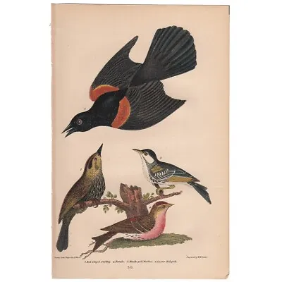 Wilson American Ornithology Antique Bird Print Litho 30 Red-winged Starling • $26