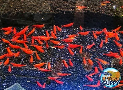 20+2 Fire Red Cherry - Freshwater Neocaridina Aquarium Shrimp. Live Guarantee • $51.95