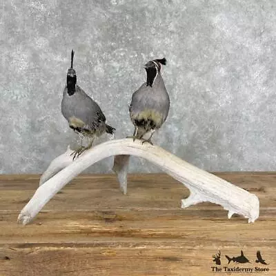 #27356 E | California Quail Taxidermy Bird Mount For Sale • $870