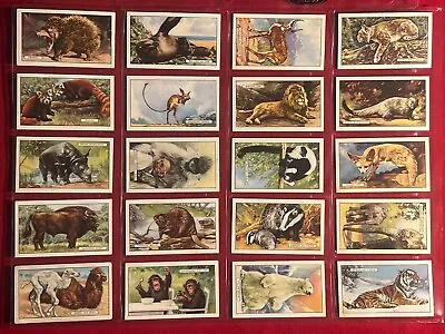 1937 Gallaher-wild Animals-lions-tigers-monkees++ Full 48 Card Set-vg+excellent • $8.85