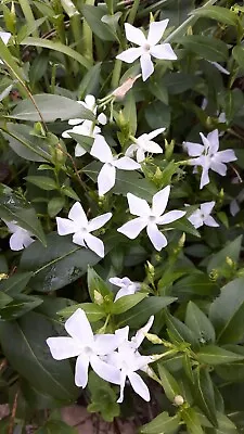 £2.99 • Buy VINCA Periwinkle Lucky DIP CULTIVAR Gorgeous Trailing Creeping Plant Potted