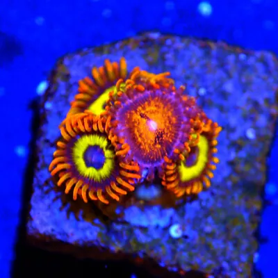 COE Live Coral Frag ~ Fruit Loop Zoanthid Coral ~ LPS ~ SPS CORAL • $5.99