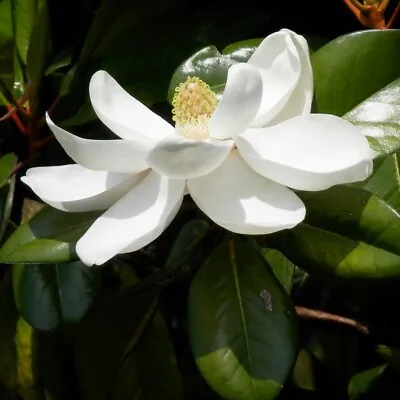 Magnolia Grandiflora Flowering Evergreen Tree - 5 Seeds • £6.99