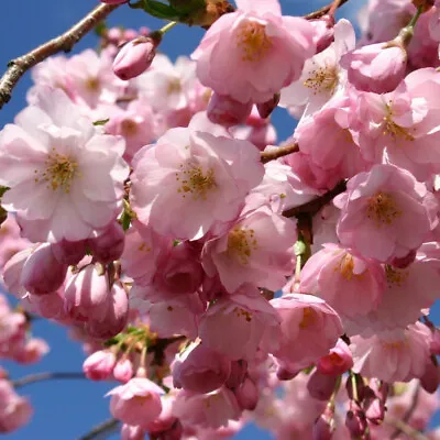 Prunus Accolade-Flowering Cherry- Plant In 9 Cm Pot • £12.95