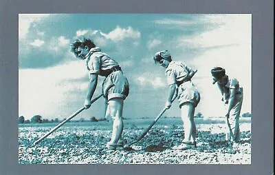 Land Army Girls Hoeing In Warwickshir~The Nostalgia Repro Postcard Series Set 1 • £1