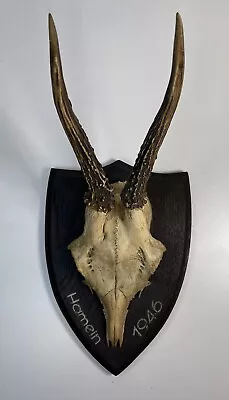 1946 Vintage Wall Hanging Deer Stag Antlers Trophy Skull German￼ Hamein Wooden￼ • £88.90