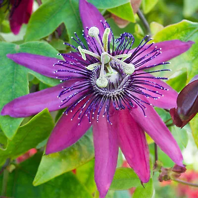 £12.99 • Buy Passiflora Beervelde Passion Flower Garden Climber Climbing Semi Evergreen Plant