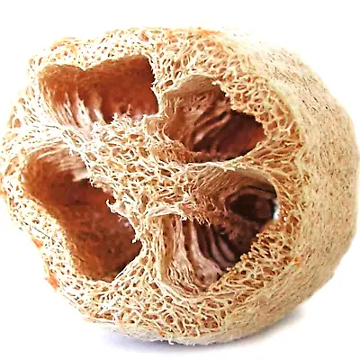 $3.59 • Buy 30 Loofah Seeds Sponge Luffa Vegetable Spring Heirloom Vine Gourd Loofa Non-gmo