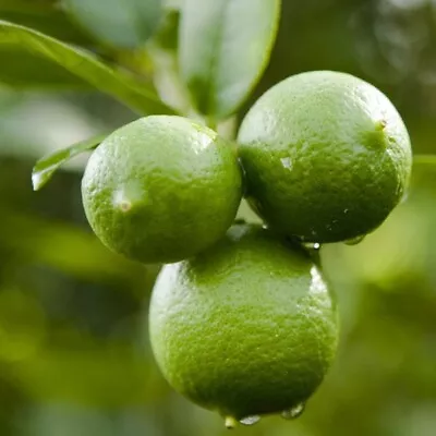 Mexican Key Lime Tree/Bush - 12-15  Tall Live Plant 5  Pot Citrus Aurantifolia • $79.95