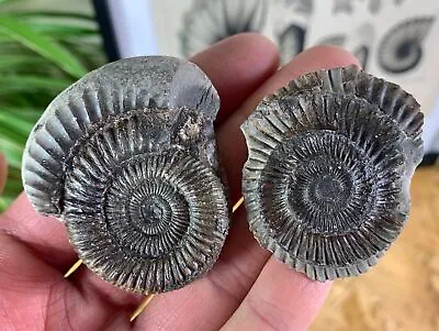 Dactylioceras Commune Ammonite - 5cm #19 - Whitby UK Fossil • $18.64