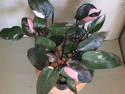 Variegated Philodendron Pink Princess Plant (not Monstera) • $25