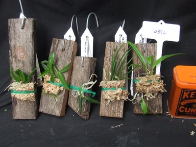 $40 • Buy Orchid Plant 0392. Aust Native Species X 5 Plants On Mounts