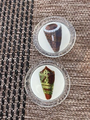 $75 • Buy John Derian Decoupage Sea Shell Coaster Glass / Felt Back - Set Of 2