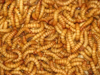 Live Giant Mealworms Free Shipping Live Arrival Guarantee • $11.99