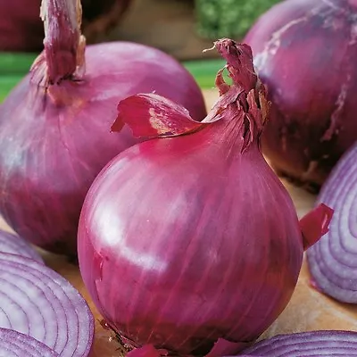£1.29 • Buy Onion Red Brunswick  1000 Seeds