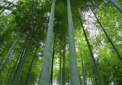 100 MOSO Bamboo Seeds - Phyllostachys Edulis - Hardy Rare Privacy Screen Plant • $7.95