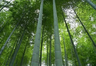 200 MOSO Bamboo Seeds - Phyllostachys Edulis - Hardy Rare Privacy Screen Plant • $9.95