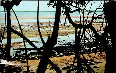 Mangrove Tree Roots Florida FL W Coast Postcard UNP VTG Unused Vintage Chrome • £2.65