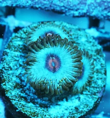 Miami Vice Paly Zoanthids Paly Zoa SPS LPS Corals WYSIWYG • $4.99