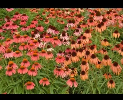 6x ECHINACEA RED IN SHADES Plug Plants Preorder Del March Onwards FREE P&P • £9.75