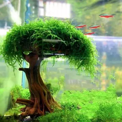 Moss Tree Fish Aquarium Tank Driftwood Decor Bonsai Ornament Landscaping No Moss • $8.59