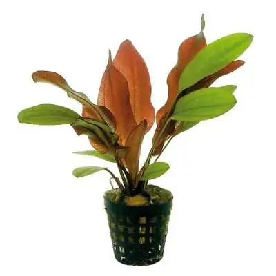 £21.99 • Buy Echinodorus 6 X 5cm Potted Aquarium Plants 