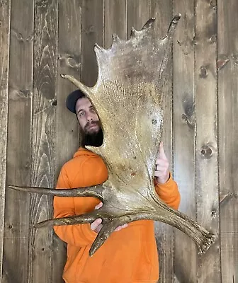 Stained Weathered Cut Moose Antler Horn Deer Mount Taxidermy Rack Man Cave DIY • $99.99