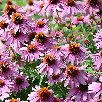 3x Echinacea Purple Coneflower Garden Perennial Plants In 9cm Pots • £99