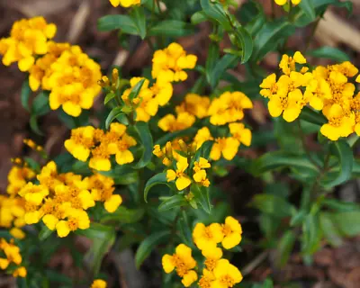 Mexican Tarragon Seeds NON-GMO Texas Tarragon Mexican Mint Marigold • $1.69