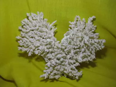 White Natural Lacy Coral For Aquarium Or Display 11  X 11  X 3   2 Lbs 9 Ozs • $30