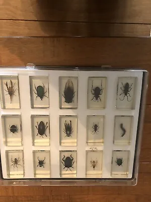 Real Bugs / Insects In Clear Acrylic Block Resin Paperweight Taxidermy Insect • £40