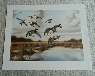 🔥🔥 1983 Iowa Ducks Unlimited Print By John Bald Mallard DU Free Shipping 🔥  • $19.99