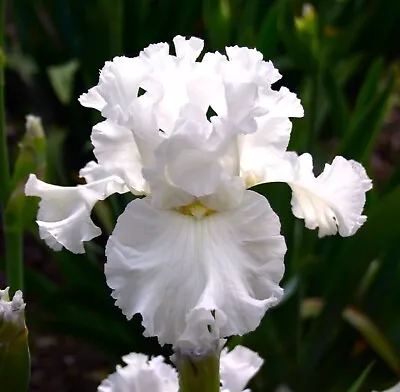 20 Heirloom Iris Seeds Fragrant Flower Plant (much Less Money Than Bulbs) • $4.36