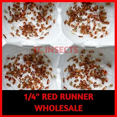 Small Live Red Runner Turkestan Roaches 1/4” BULK Tarantula | Dubia Replacement • $21.99