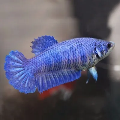 Halfmoon Blue Betta Female | Betta Splendens | Labyrinth Fish | Anabantoid • £13.92