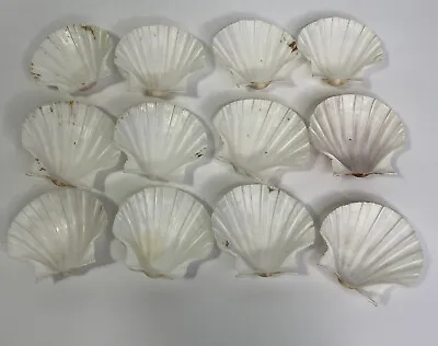12 Baking Scallop Shells Restaurant Quality Beach Dining (2-3 ) • $29.99