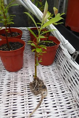 1 X Salix Chaenomeloides Mount Aso Japanese Pink Pussy Willow Bare Root Plant • £4
