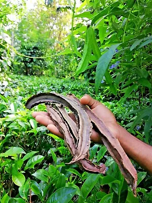 Winged Bean Seeds Rare Giant Dragon Bean Tropical Ceylon Yodha Dambala • $9.49
