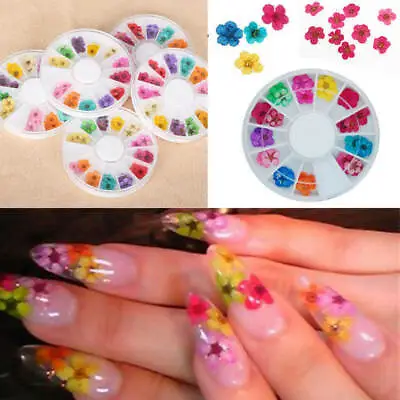 12 Colour Nail 3D Art Dried Dry Flowers Wheel Gel False Nails Tips Manicure UK • £4.95
