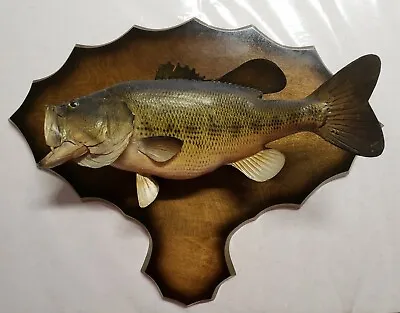 Taxidermy Largemouth Bass Fish Mounted Trophy Skin On Wood 20  EXCELLENT! 1980 • $198.89