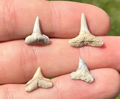 Florida Fossil Sharks Teeth LOT OF 4 Megalodon Age Collection Shark Tooth • $9.99