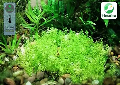 £6.55 • Buy 10x10 Micranthemum Tweediei 'Monte Carlo' Live Aquarium Aquatic Plants Fish Tank