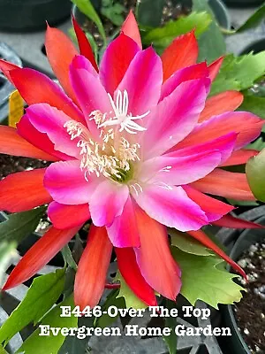 Rooted Epiphyllum Orchid Cactus “Over The Top” Growing In 4” Starter Pot. • $28