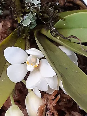 Orchid Species Flask  Sarcochilus Niveus • $37