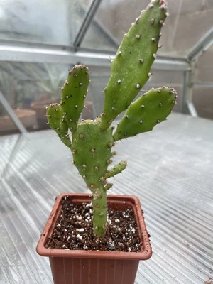 £4.50 • Buy Opuntia Brasiliensis