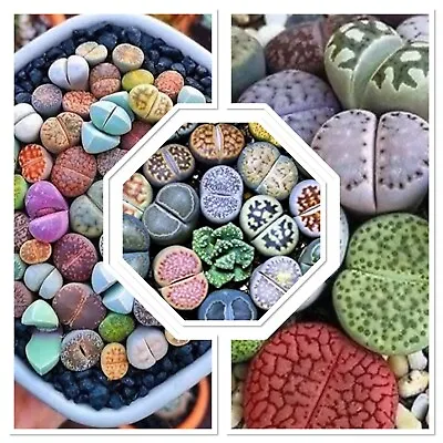 10x Lithops Seeds Collection!  Rainbow  Mix! Cactus/Succulent House Plant. Easy! • £2.99