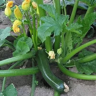 ALL GREEN BUSH ZUCCHINI SEEDS Vegetable Garden Non GMO Zucchini Courgette Seeds • $2.99