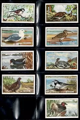 1937 Lot 9 X Gallaher British Birds Cigarette Cards - All In EXCELLENT Cond • £7.22