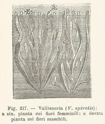 B3672 Vallisneria Spiralis - 1930 Xylograph Period - Vintage Engraving - Gravure • £4.40