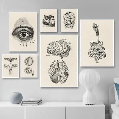 Vintage Medical Canvas Poster Human Anatomy Art Print Brain Eye Education Poster • $7.73